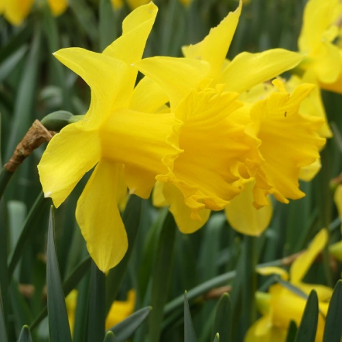 Daffodil Bulbs - Golden Harvest